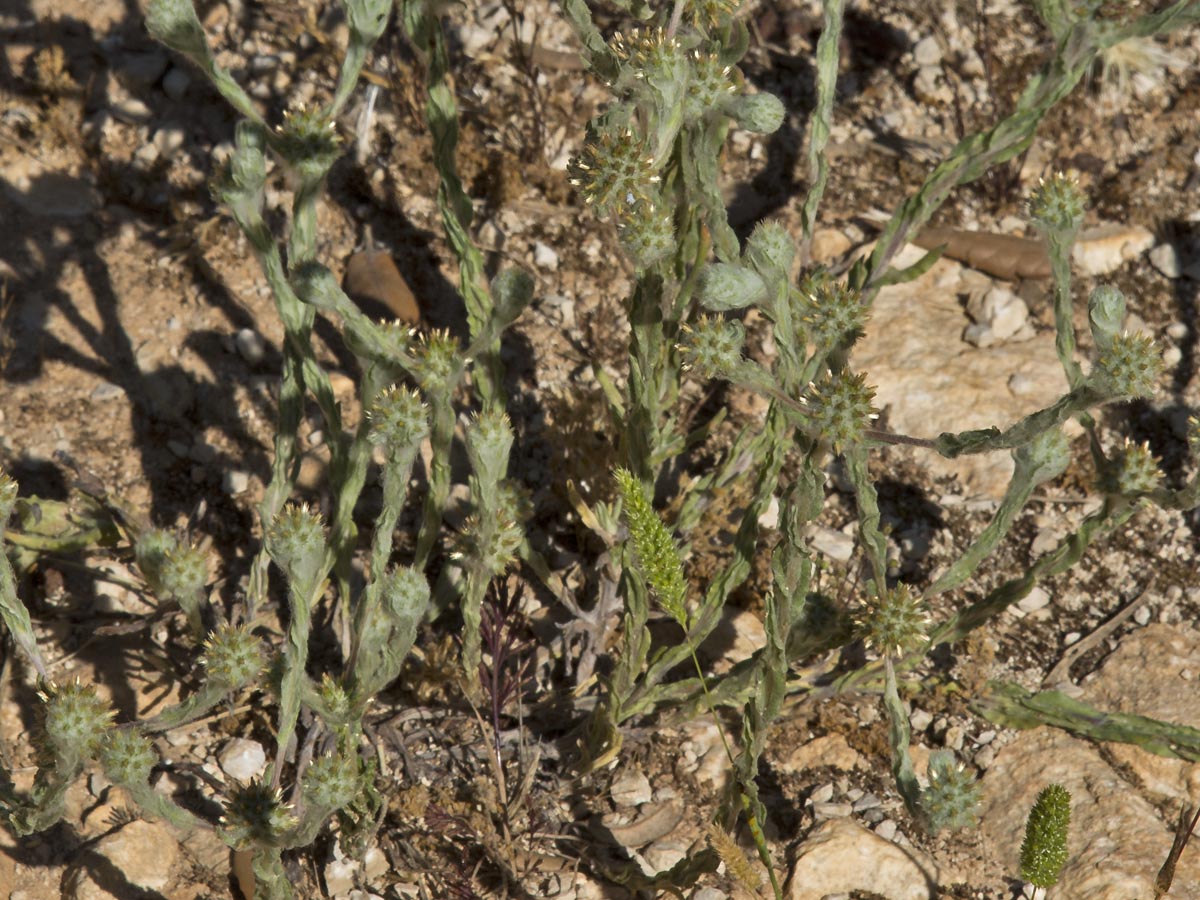 Habitus